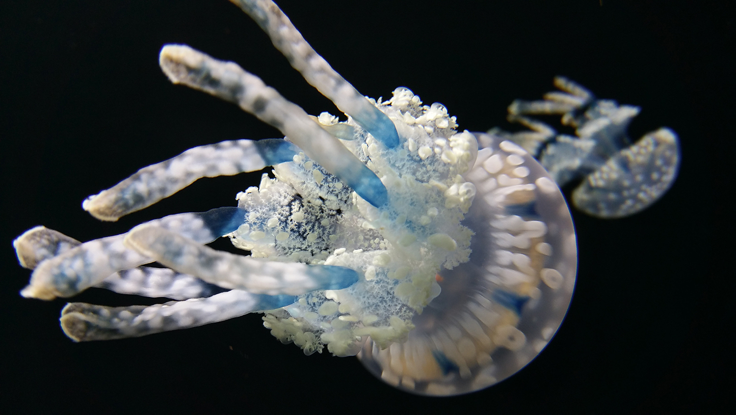 Jellyfish