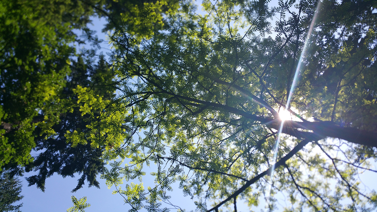 Portland, OR trees
